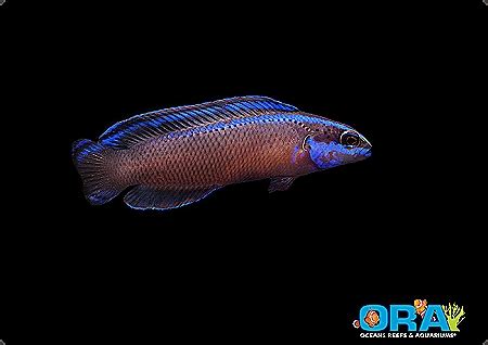 Ora Black Neon Dottyback Dottybacks Saltwater Fish