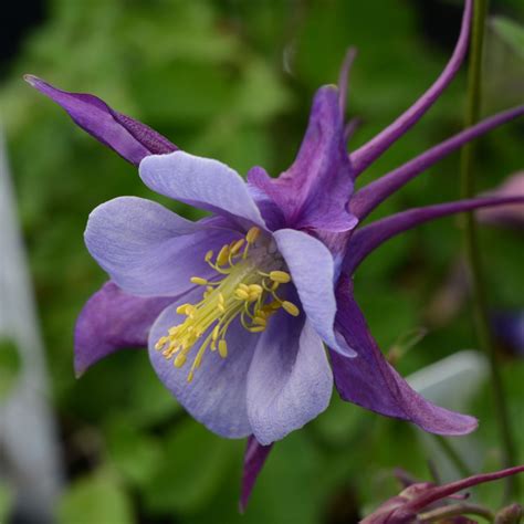 Aquilegia X Hybrida Pas Midwest Groundcovers Llc