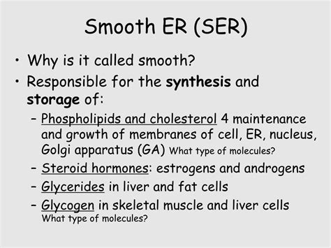 How What Does Smooth ER Surprised Biology Students During The Exam - RYZE Superfoods