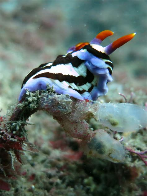 Nembrotha Purpureolineata Sydneydives