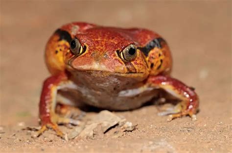 Tomato Frog Care The Ultimate Guide Az Reptiles