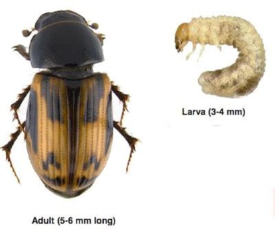 Insect Update Flea Beetles Cutworms Scarab Beetle Larvae Canola