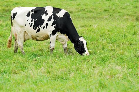 Female Holstein Cow Grazing Royalty Free Stock Image Image