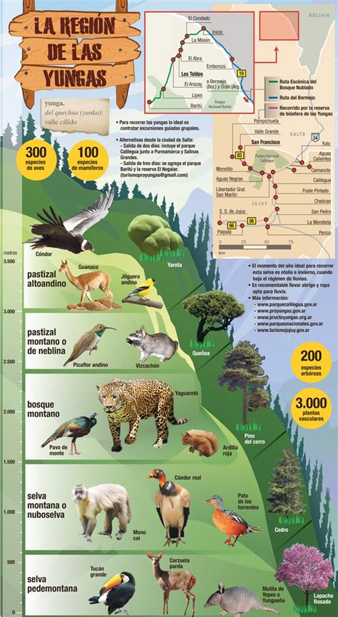 Infografía de las Yungas Descubrí la flora y la fauna según el terreno