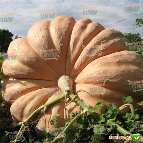 Семена круглой тыквы Hortus Атлантический гигант 10 семян – фото ...