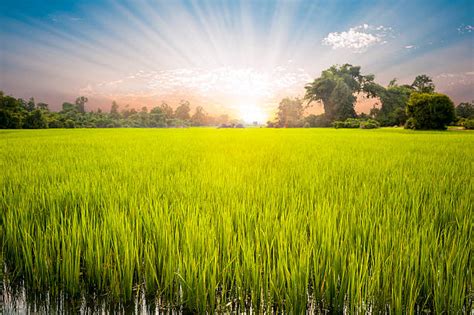 3,000+ Cambodia Rice Field Stock Photos, Pictures & Royalty-Free Images ...