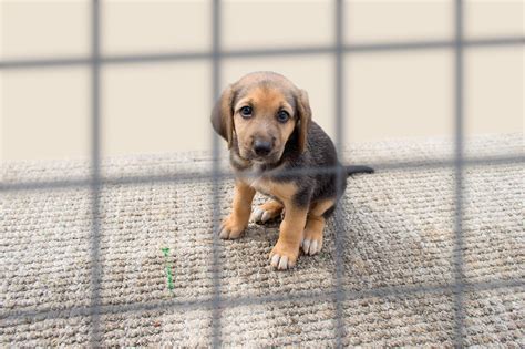 Adottare Un Cane Consigli Utili Fantasticane Il Nuovo Metodo Per