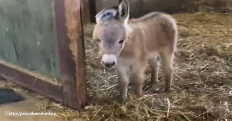 A Whole New World! Baby Donkey Feels the Fear and Thrill of Discoverin ...