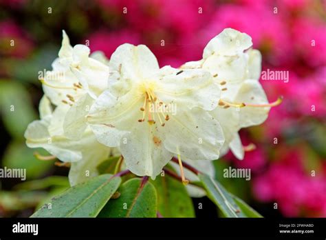 Flowers Trusses Of A Rhododendron Bow Bells Plant Variety A Hybrid Of