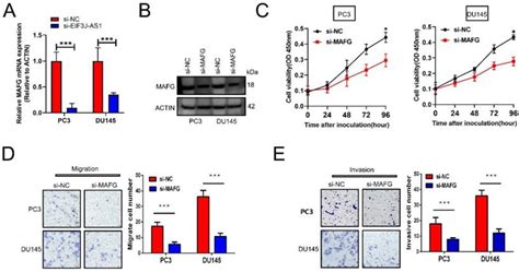 Lncrna Eif3j As1 Functions As An Oncogene By Regulating Mafg To Promote