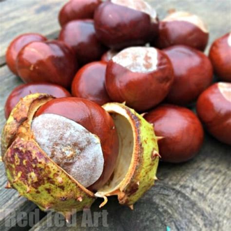 15 Conkers Crafts Aka Chestnut Or Buckeye Crafts For Fall