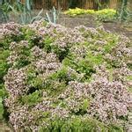 Wilde Marjolein Oregano Origanum Vulgare Compactum Planten