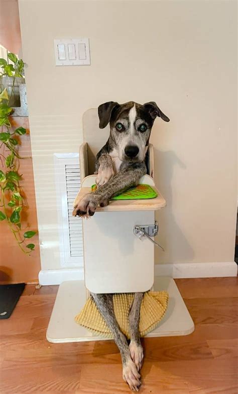 Bailey Chair for Dogs, High Chair for Dogs, Elevated Eating Chair for Dogs - Etsy