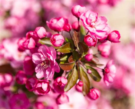 Botões De Flores Cor De Rosa Da árvore De Sakura Florescendo Na