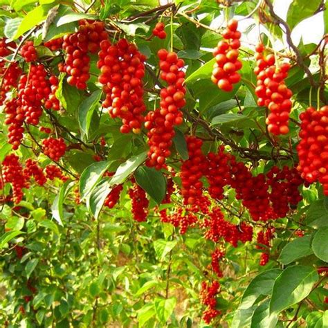 Лимонник китайский - Schisandra chinensis