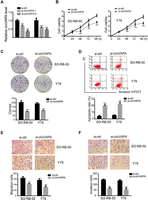 CircVAPA Exerted Oncogenic Effects On RB Cells A SiRNAs Against