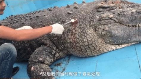 遊客懷疑動物園鱷魚是假的，用石頭砸鱷魚，肇事者的反應讓人不齒 每日頭條