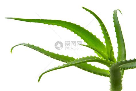 新鲜的芦荟叶隔离在白色背景上高清图片下载 正版图片503271978 摄图网