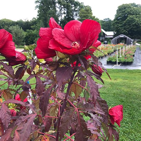 Hibiscus Midnight Marvel Horsford Gardens And Nursery