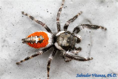 Class Arachnida Araneae Salticidae Phidippus Californicus Jumping