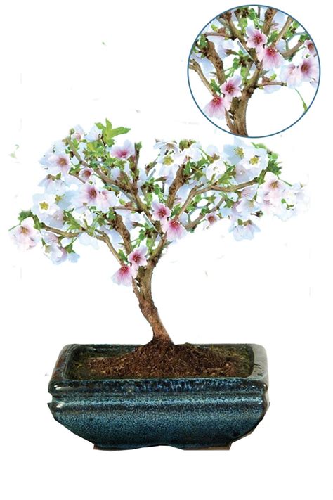 Cherry Blossom Bonsai Tree For Sale Mini Beginners Kit