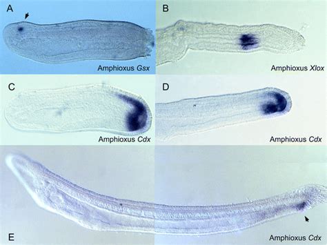 Expression Of Parahox Genes In Embryos And Larvae Of Amphioxus Download Scientific Diagram