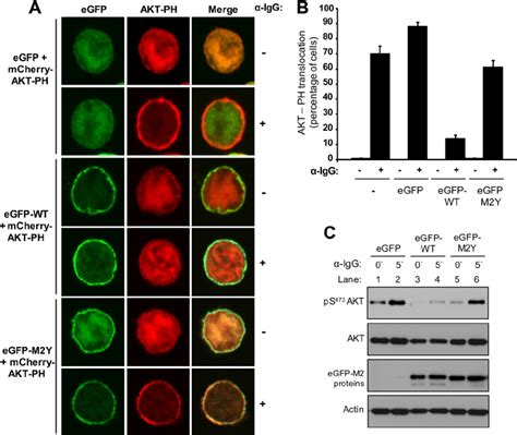 M2 Expression Inhibits AKT Translocation To The Plasma Membrane And Its