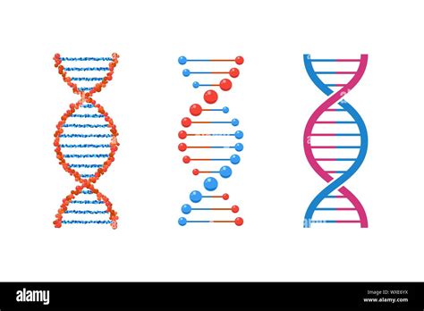 Dna Spiral Collection Isolated Vector Deoxyribonucleic Acid Set