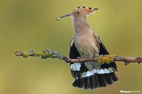 Ptaki wiosenne - Poland WildLife - Kutno