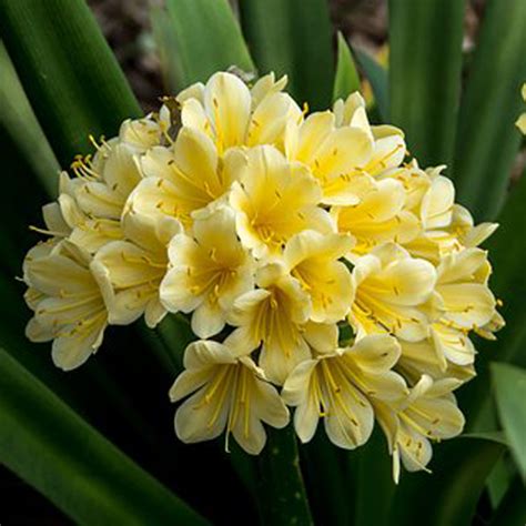 Clivia miniata: Bush Lily - Plantopia - Interior Plant Service