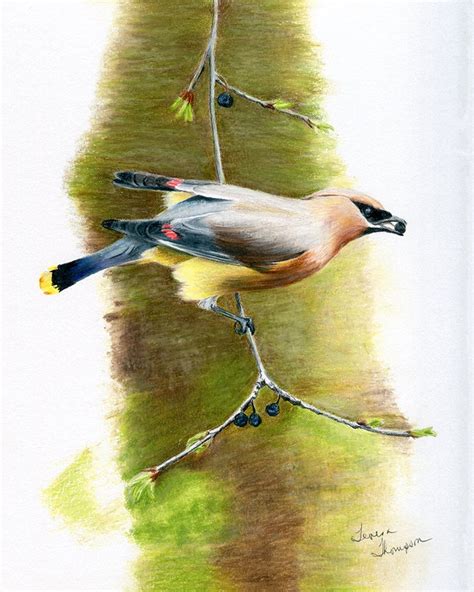 Cedar Waxwing Original Acrylic Painting, Waxwing Art, Waxwing Painting, Bird Art, Bird Painting ...