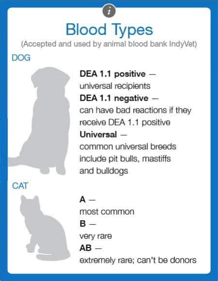 Pet Blood Donation Saves Cats and Dogs | Angie's List