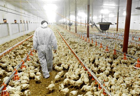 Poultry Farming In Usa Prolearnindia