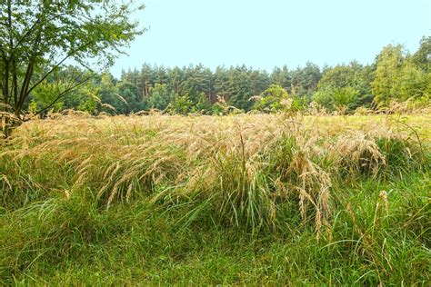 Wild Grass Landscape Free Photo Download Freeimages