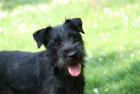 Patterdale Terrier Dog Breed Information And Owners Guide Perfect