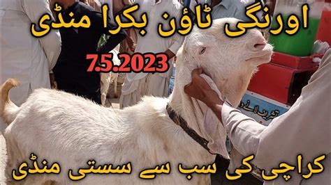 Orangi Town Bakra Mandi Latest Update 07 May 23 Bakra Mandi Karachi