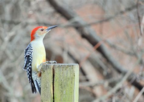 Delaware Birds 15 Common Birds In Delaware With Pictures