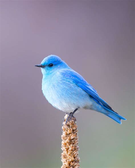 41 Types of Blue Birds (With Pictures & ID Guide)