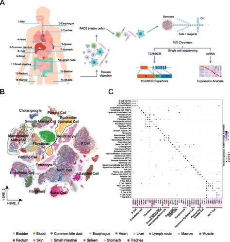 Single Cell Transcriptome Profiling Of An Adult Human Cell Atlas Of 15