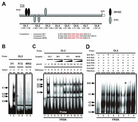 Competitive Electrophoresis Mobility Shift Assays Emsa And Supershift