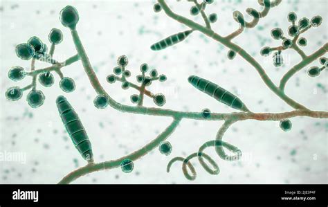 Fungi Trichophyton Mentagrophytes The Cause Of Athlete S Foot Tinea Pedis Scalp Ringworm