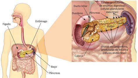 P Ncreas Suco Pancre Tico Qual A Fun O Anatomia