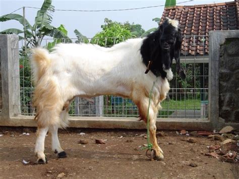 5 Jenis Kambing Etawa Jamnapari Super Kaligesing Senduro PE