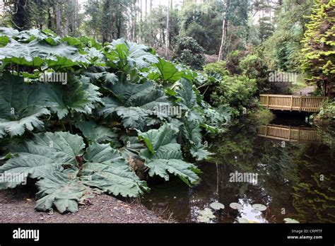 Pond and gunnera hi-res stock photography and images - Alamy