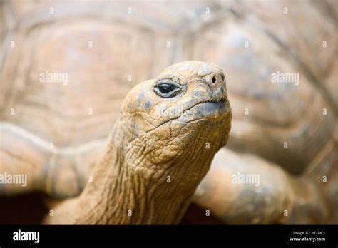 giant turtle  res stock photography  images alamy