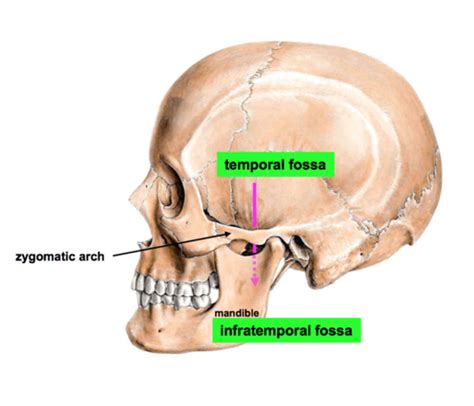 Anatomy - The Infratemporal Fossa Flashcards | Quizlet