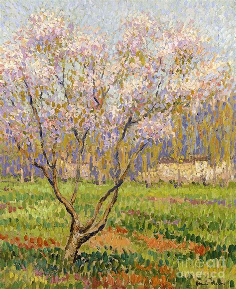 Apple Tree In Blossom Pommiers En Fleurs Painting By Henri Martin