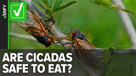 Cicada Map Where Billions Of Cicadas Will Emerge In 2024 Cbs19tv