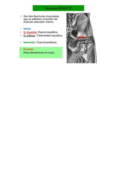 PDF Músculos del miembro inferior DOKUMEN TIPS