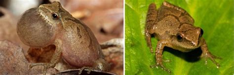 Types Of Tree Frogs Found In New York Id Guide Nature Blog Network